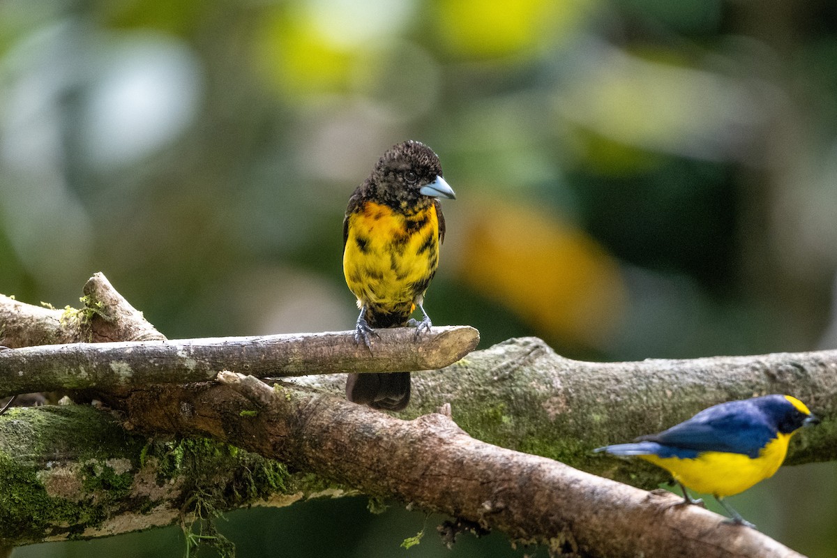 Tangara Flamígera (culirroja) - ML613938180