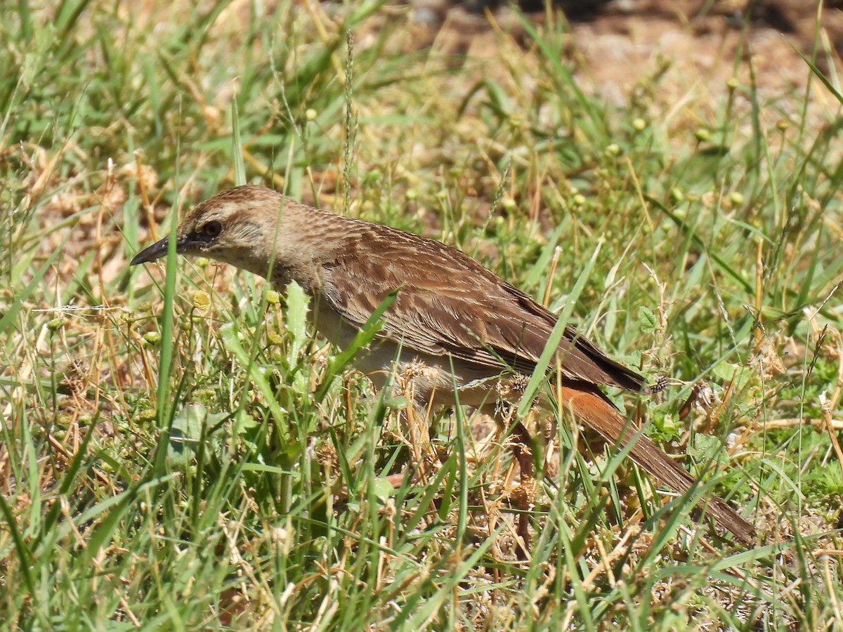 Rufous Songlark - ML613938184