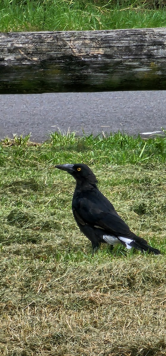 Pied Currawong - ML613938267