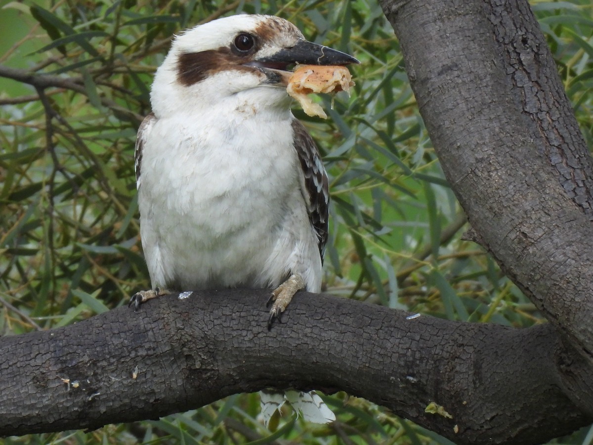 Laughing Kookaburra - ML613938275