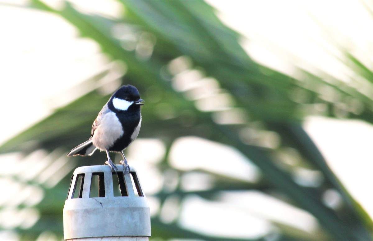 Cinereous Tit - ML613938278