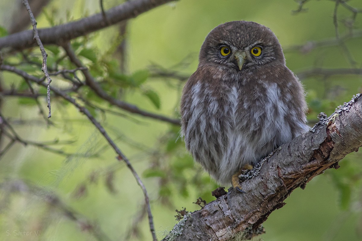 Austral Pygmy-Owl - ML613938301