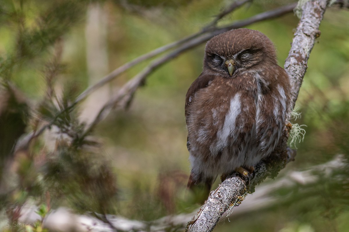 Austral Pygmy-Owl - ML613938308