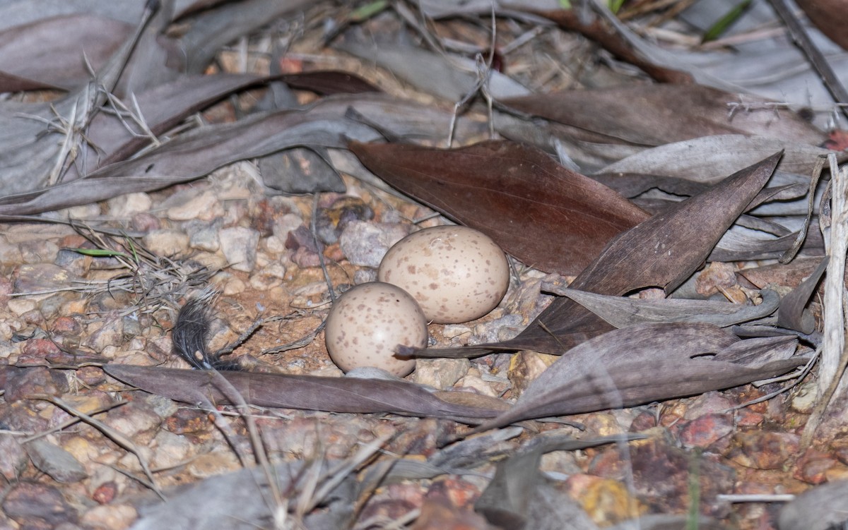 Large-tailed Nightjar - ML613938330