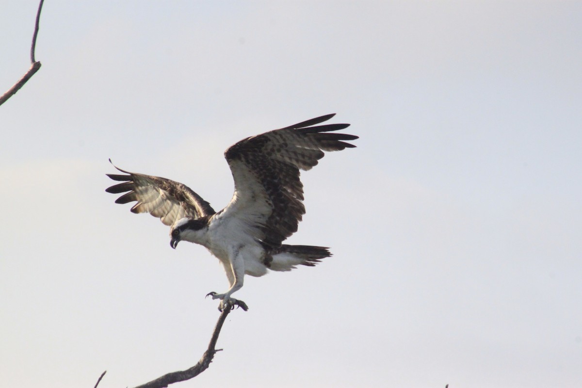 Balbuzard pêcheur - ML613938338