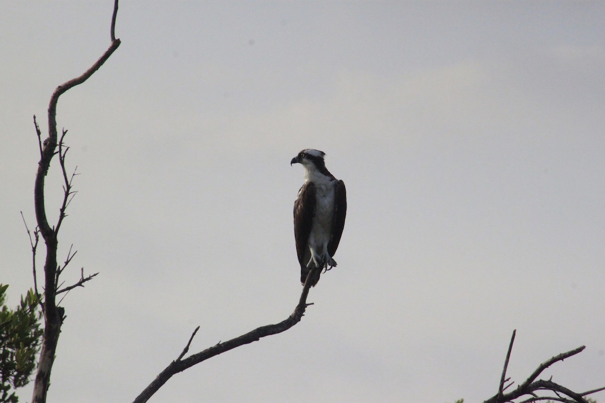 Balbuzard pêcheur - ML613938341