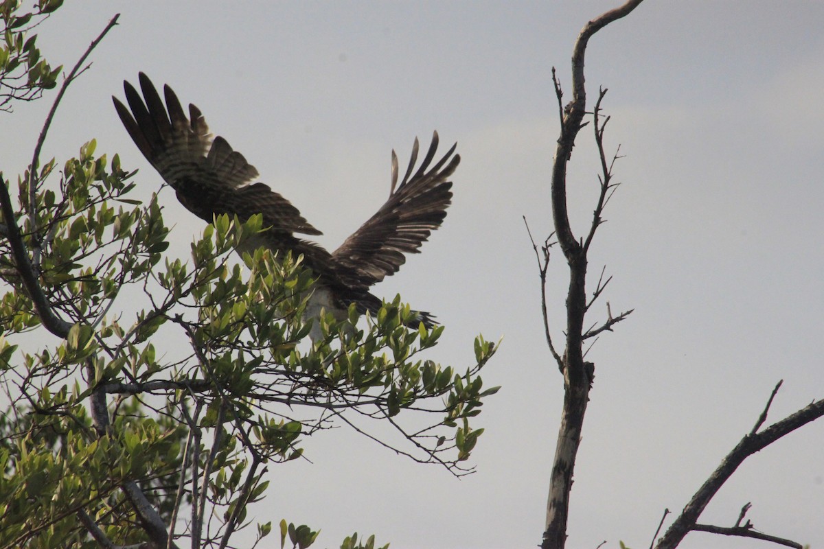 Águila Pescadora - ML613938343