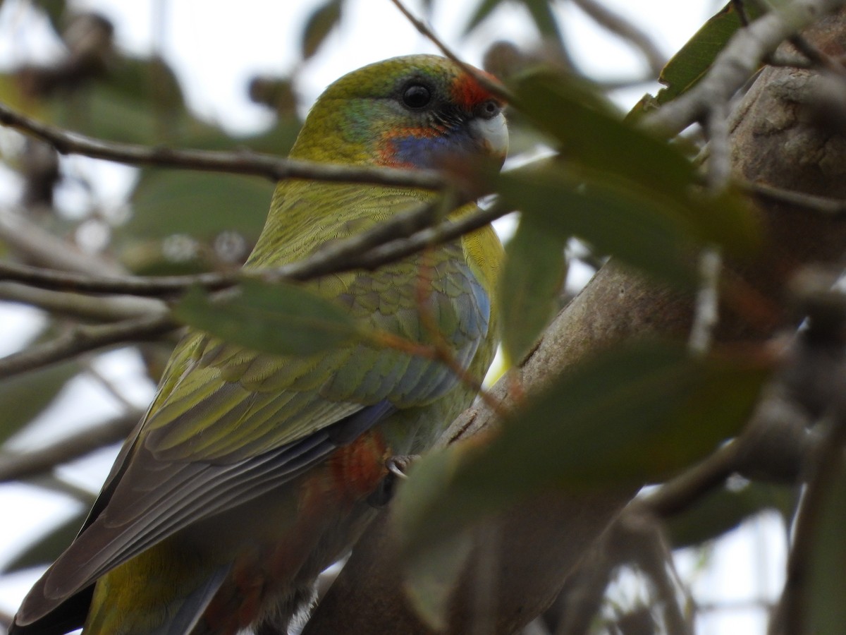 Perico Elegante - ML613938419