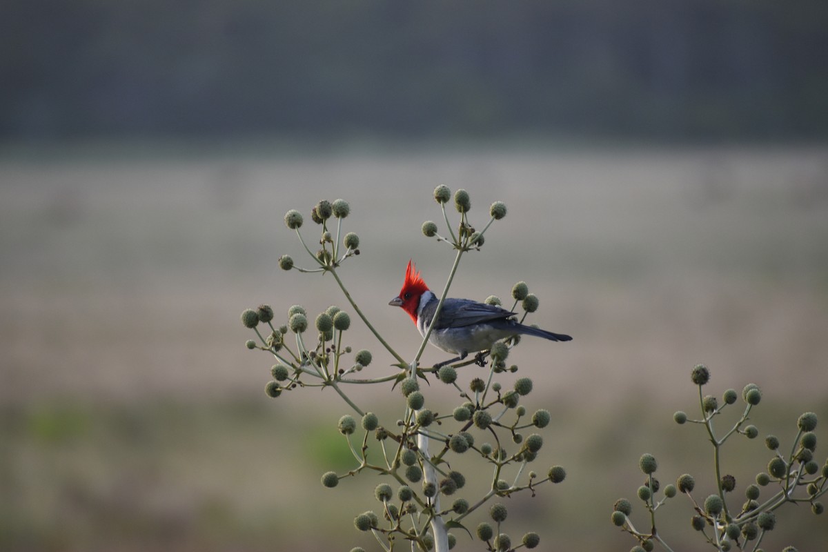 Red-crested Cardinal - ML613938425