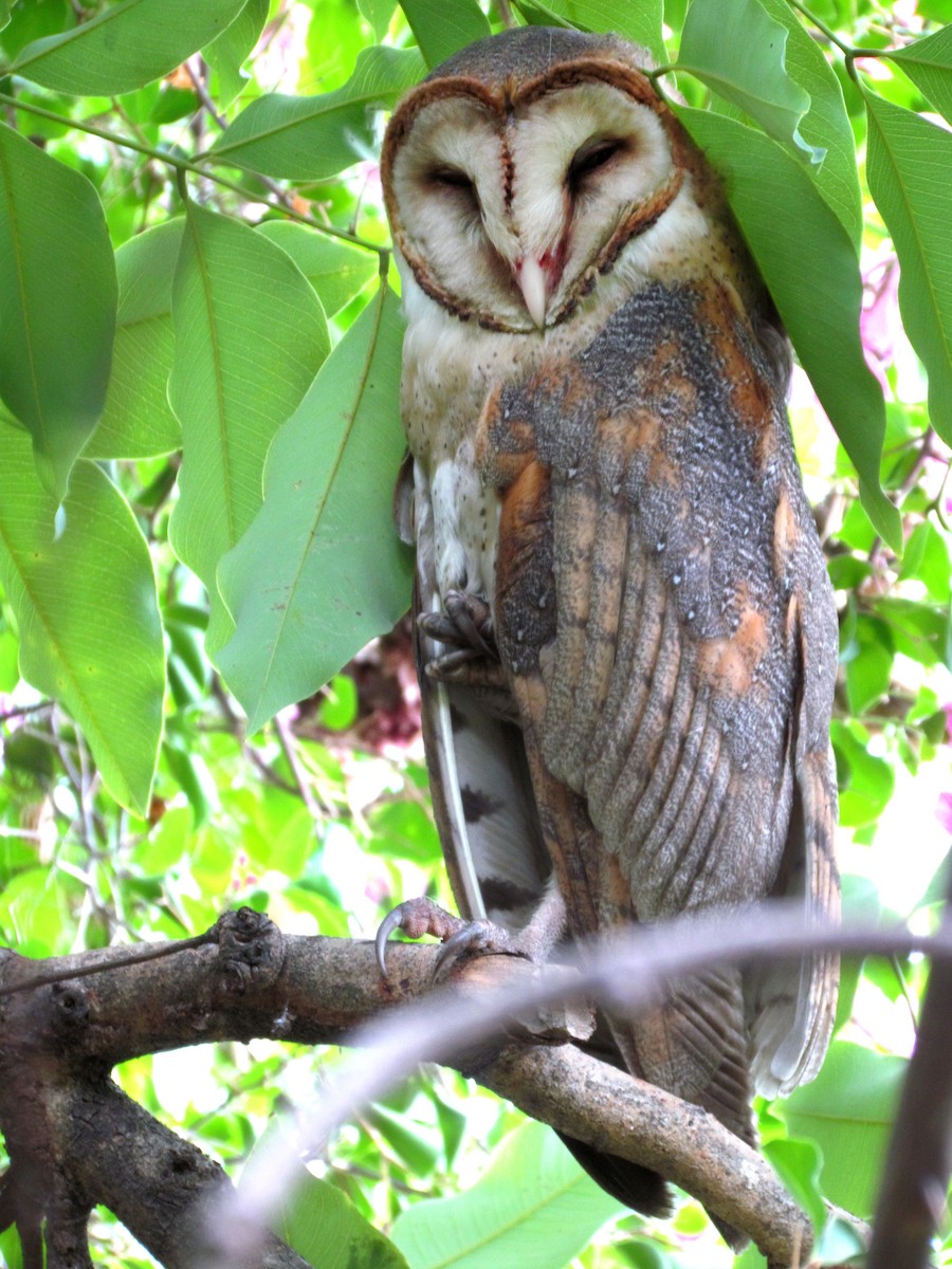 Barn Owl - ML613938426