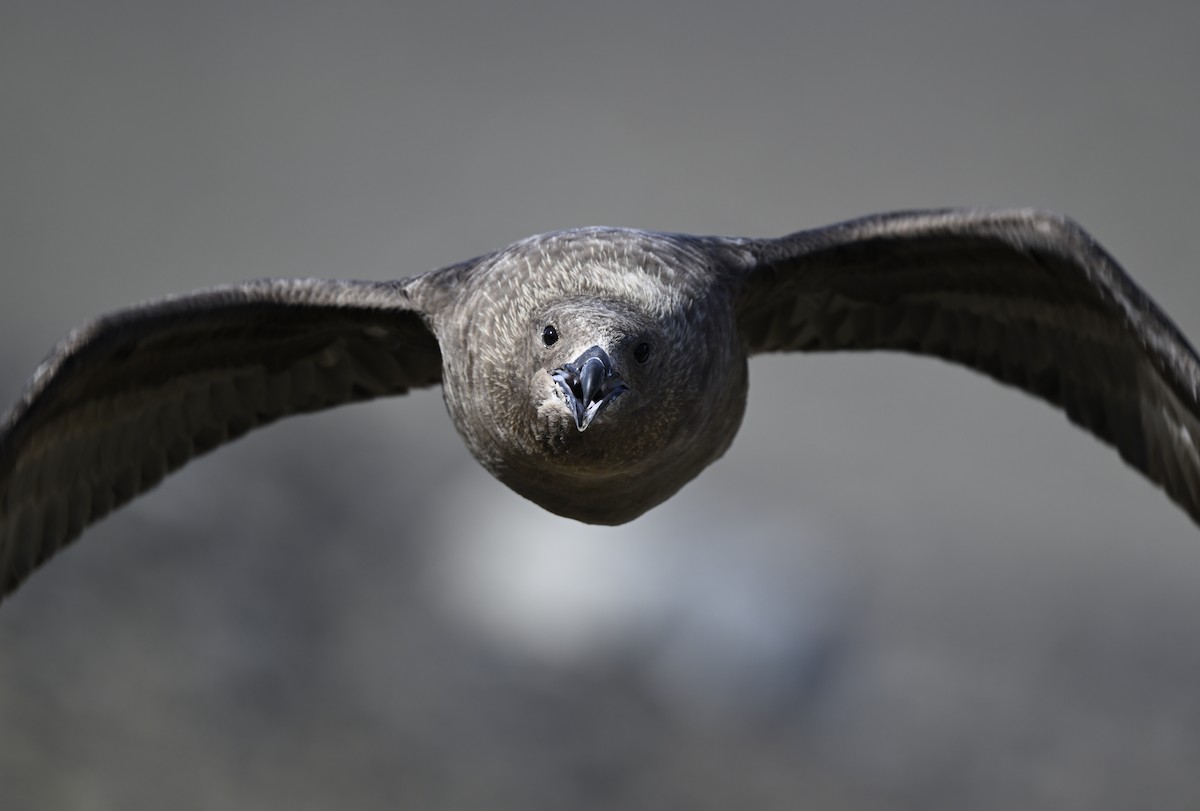 South Polar Skua - ML613938458