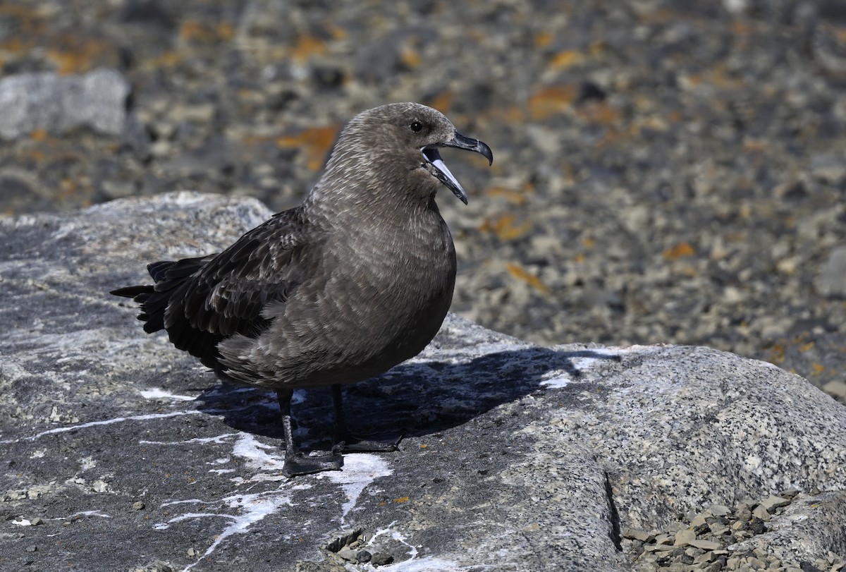 South Polar Skua - ML613938460