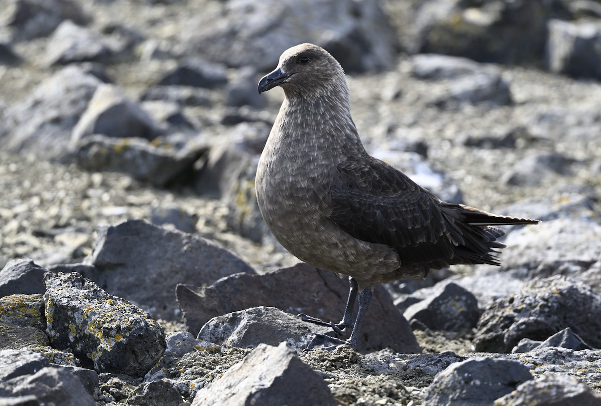 South Polar Skua - ML613938472