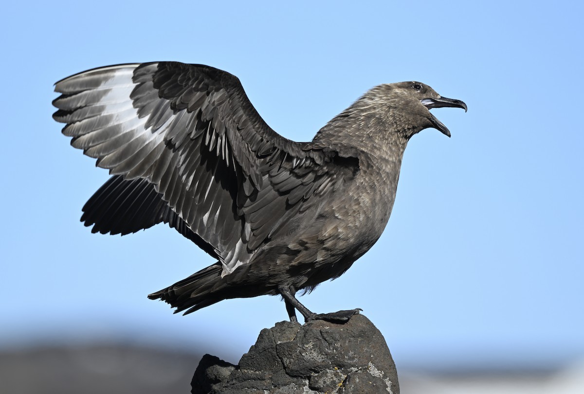 tanımsız iri korsanmartı (Stercorarius sp.) - ML613938497