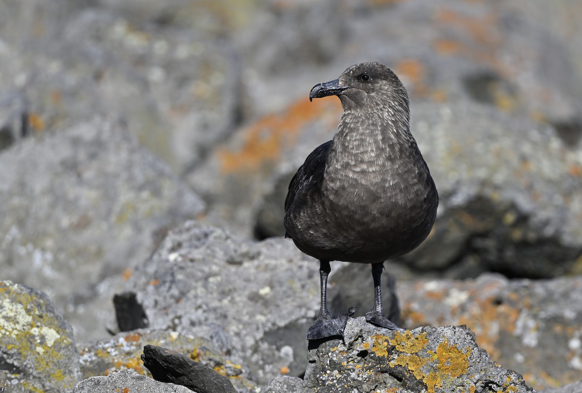 Stercorarius sp. (skua sp.) - ML613938500