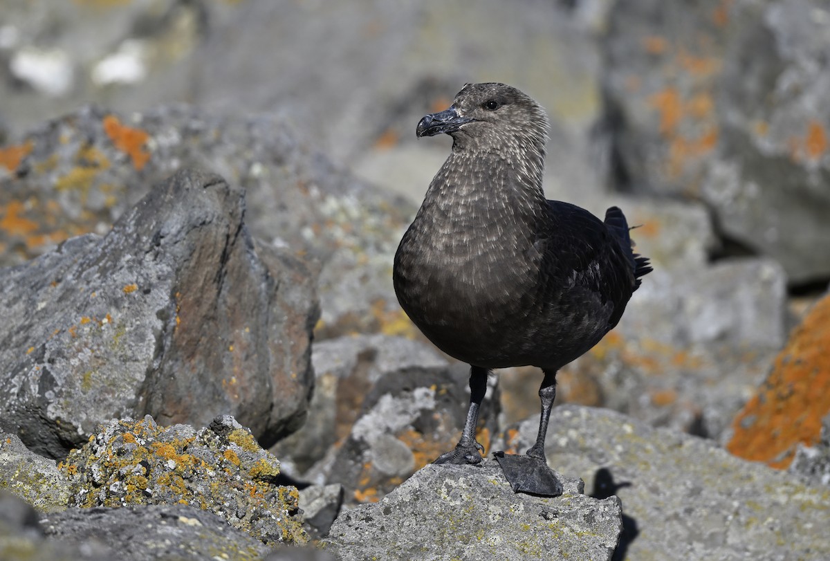 Stercorarius sp. (skua sp.) - ML613938503