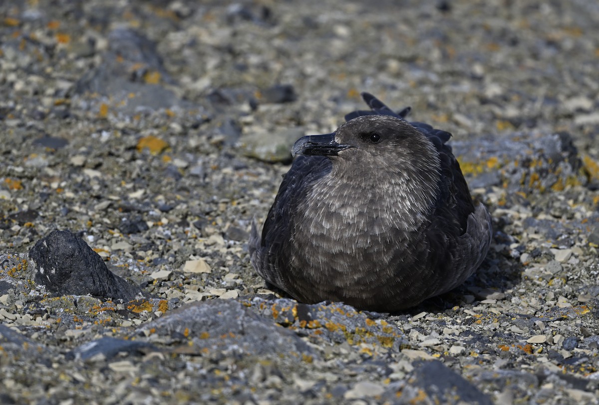 Stercorarius sp. (skua sp.) - ML613938506