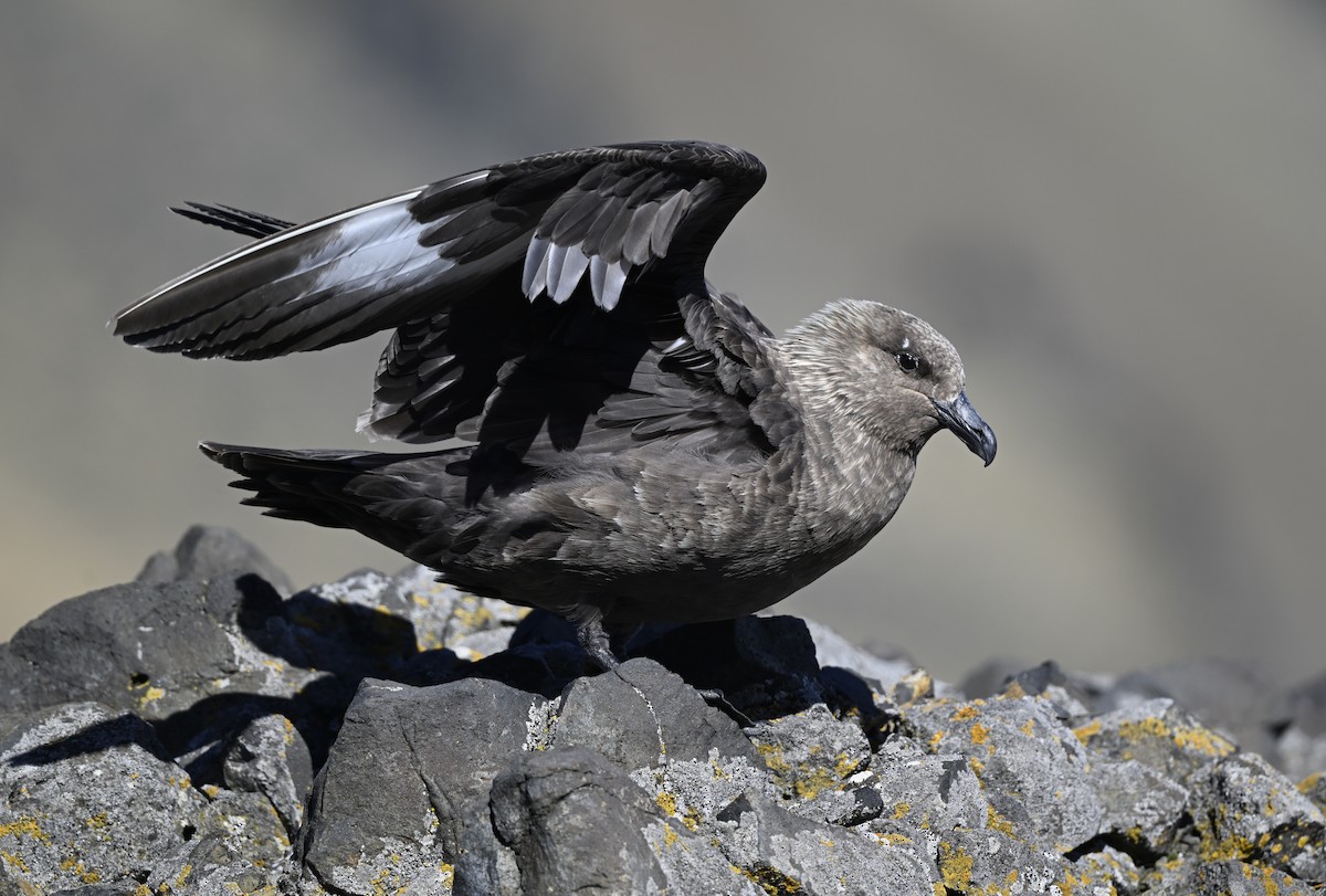 tanımsız iri korsanmartı (Stercorarius sp.) - ML613938507