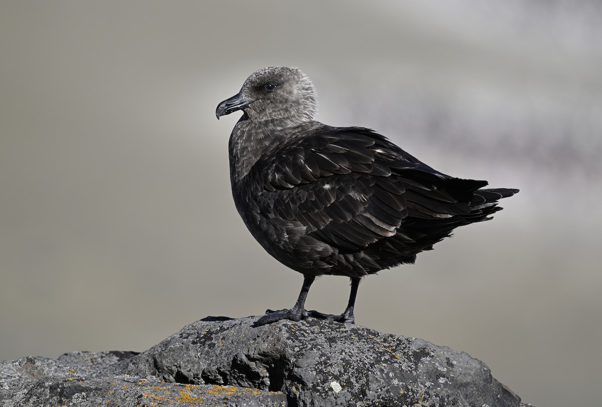 tanımsız iri korsanmartı (Stercorarius sp.) - ML613938509