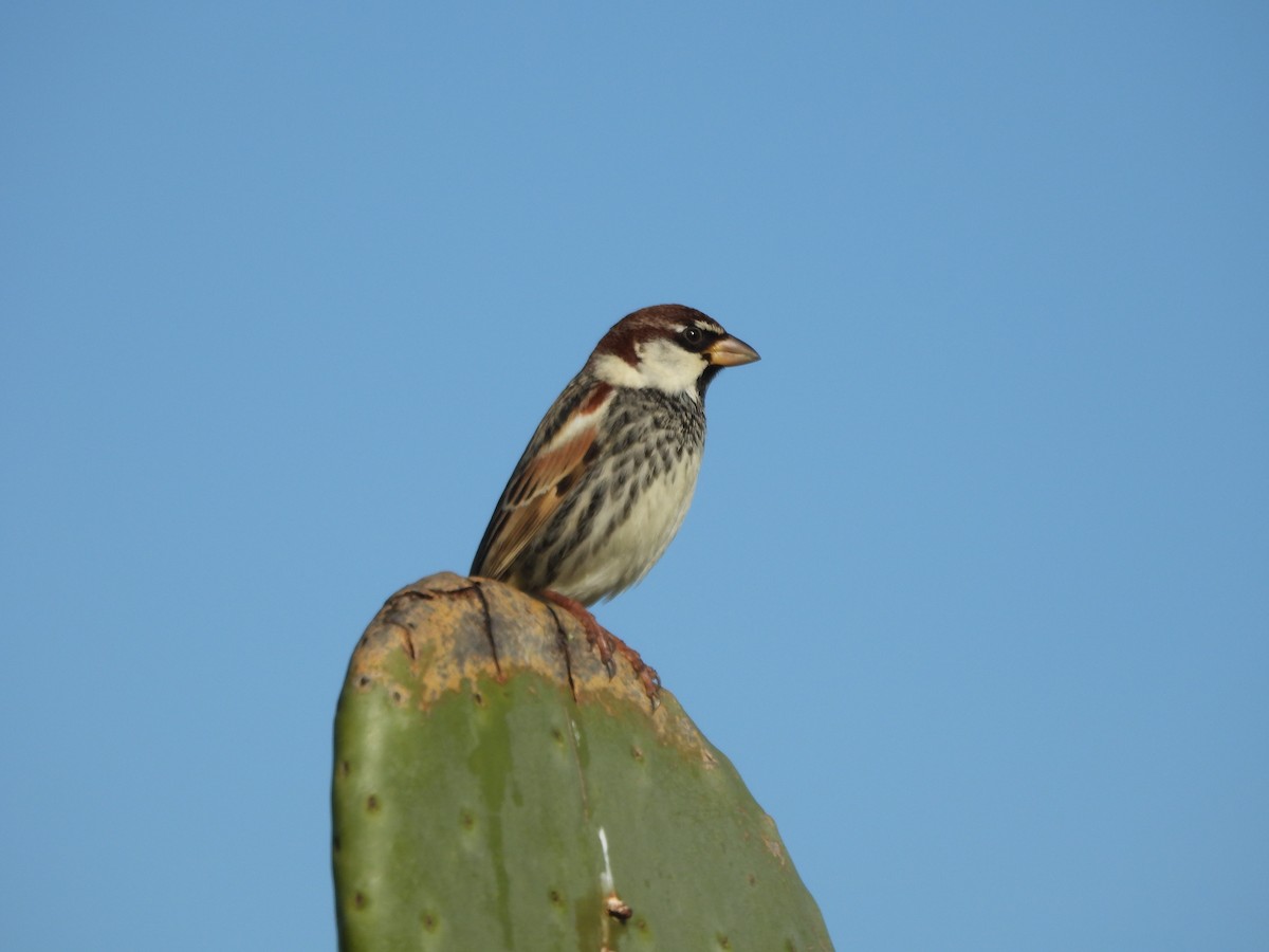 Spanish Sparrow - ML613938623