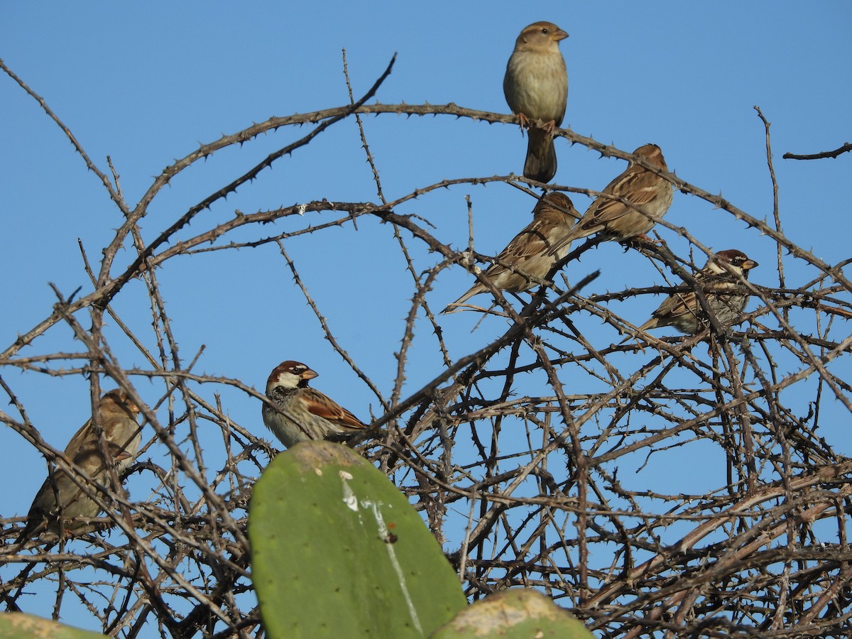 Spanish Sparrow - ML613938624