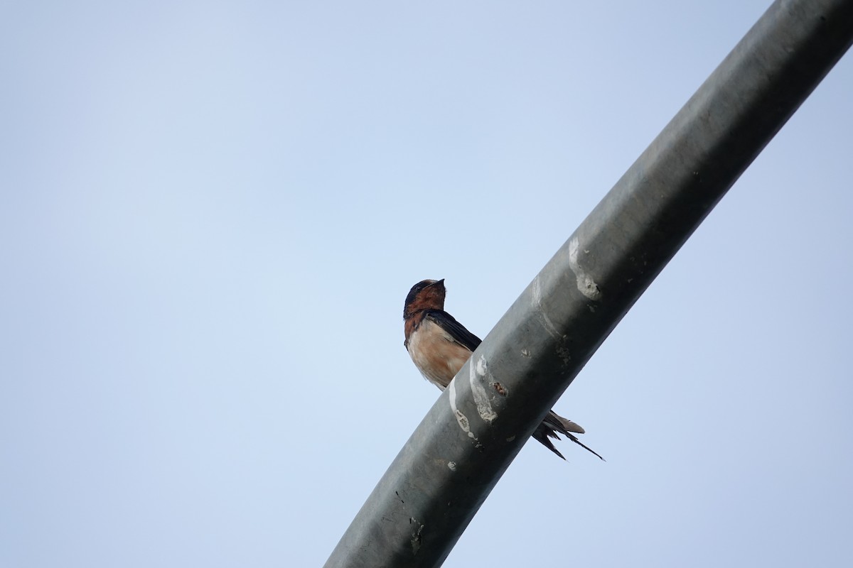 Barn Swallow - Lucas Koh