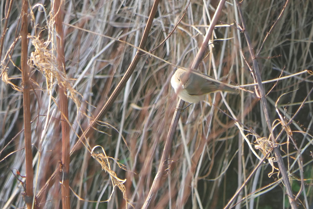 Çıvgın (tristis) - ML613938661