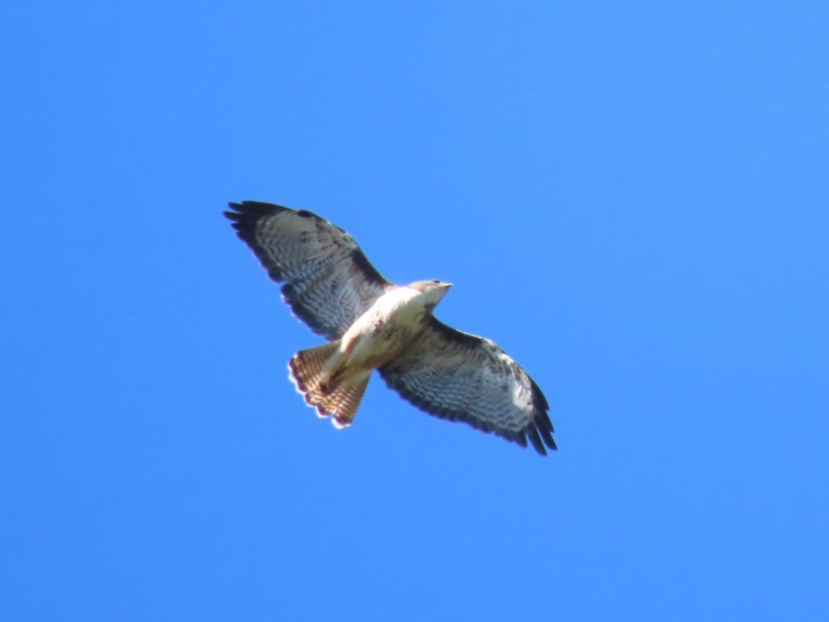 Rufous-tailed Hawk - ML613938739