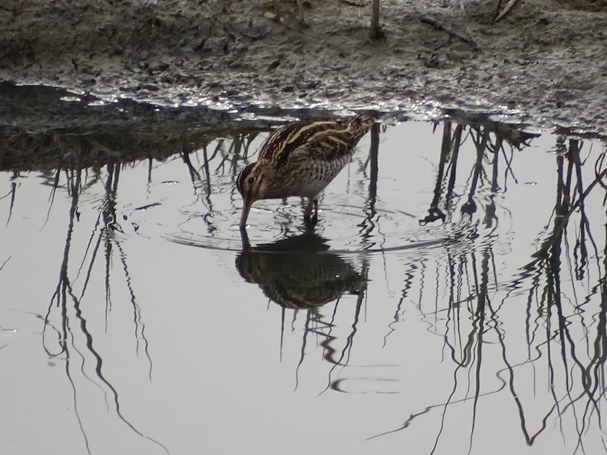 Common Snipe - ML613938972