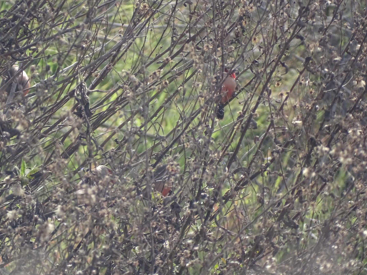 Common Waxbill - ML613939038