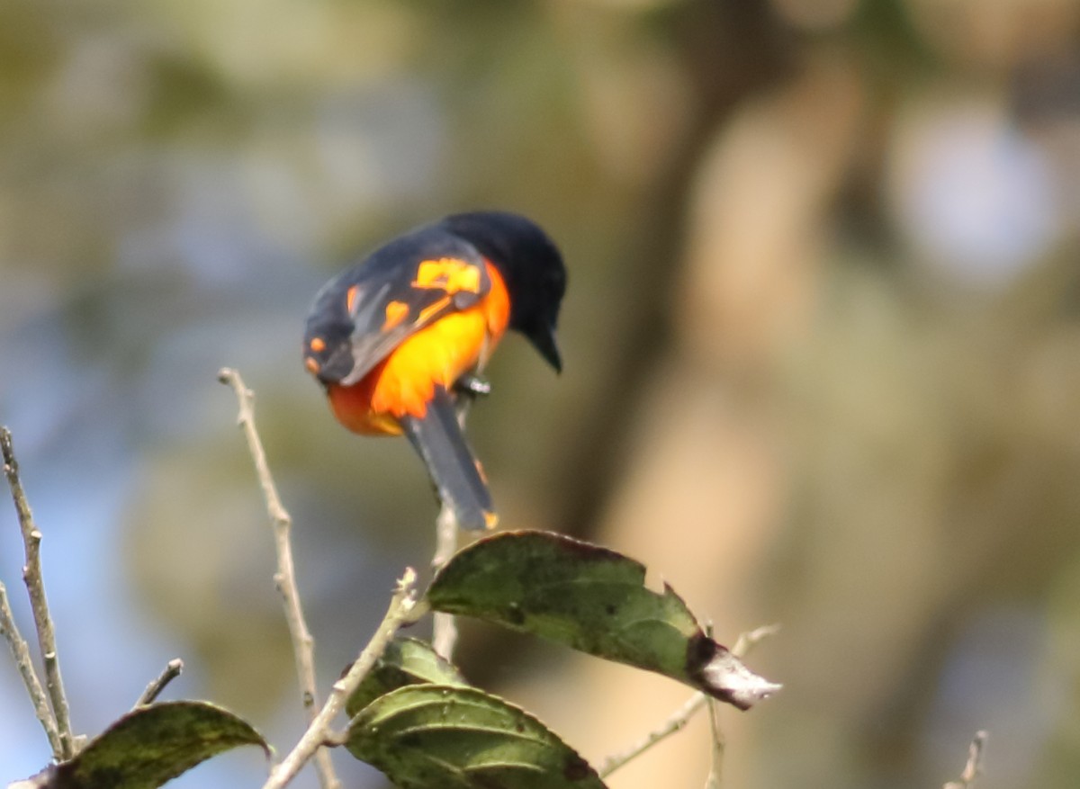 Orange Minivet - ML613939175