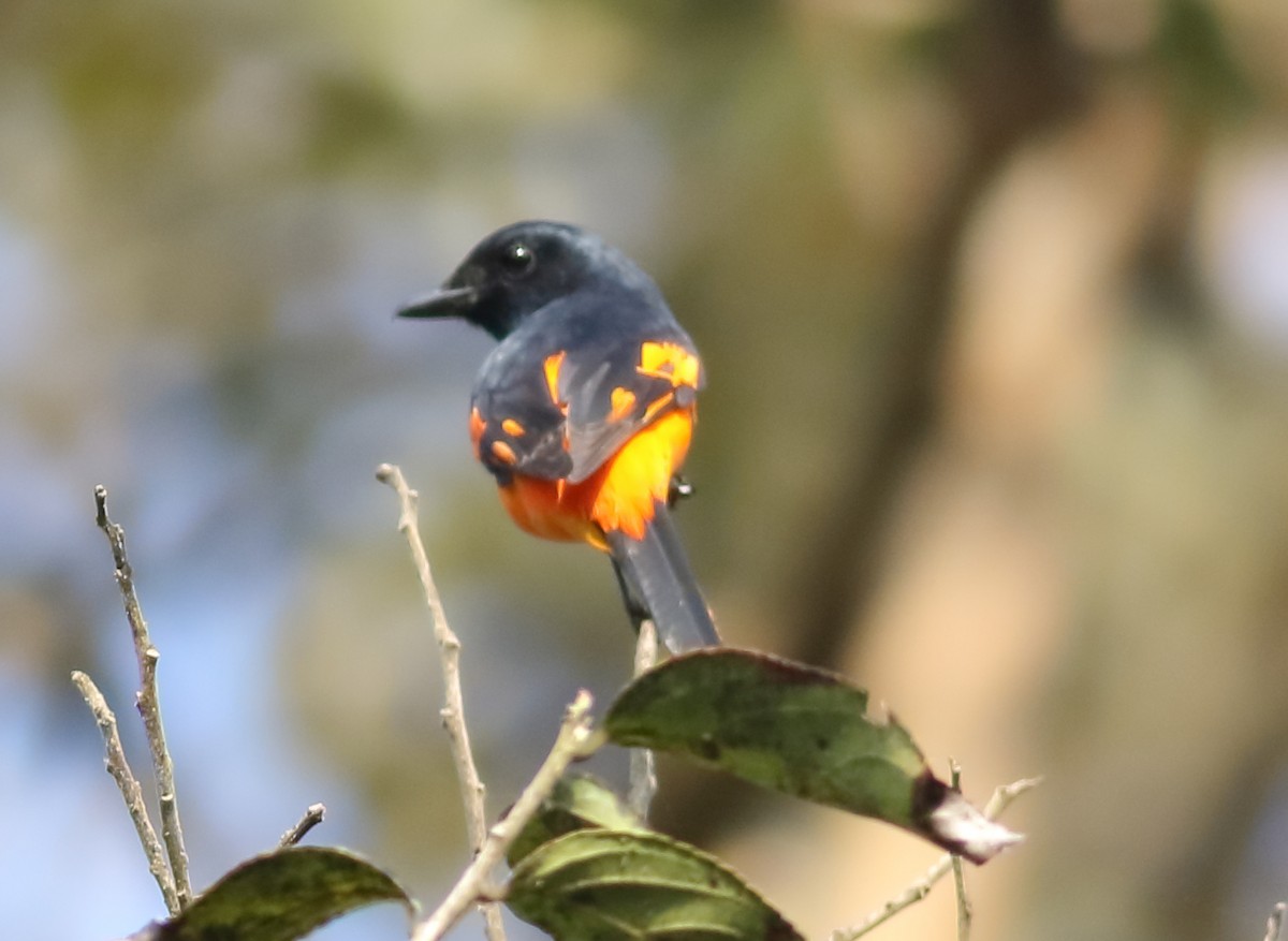 Orange Minivet - ML613939176