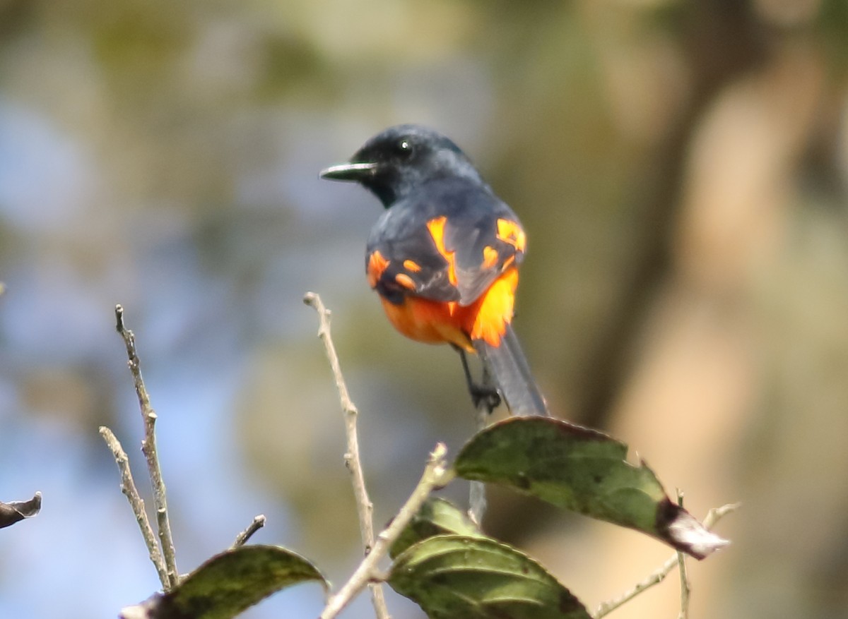 Orange Minivet - ML613939182