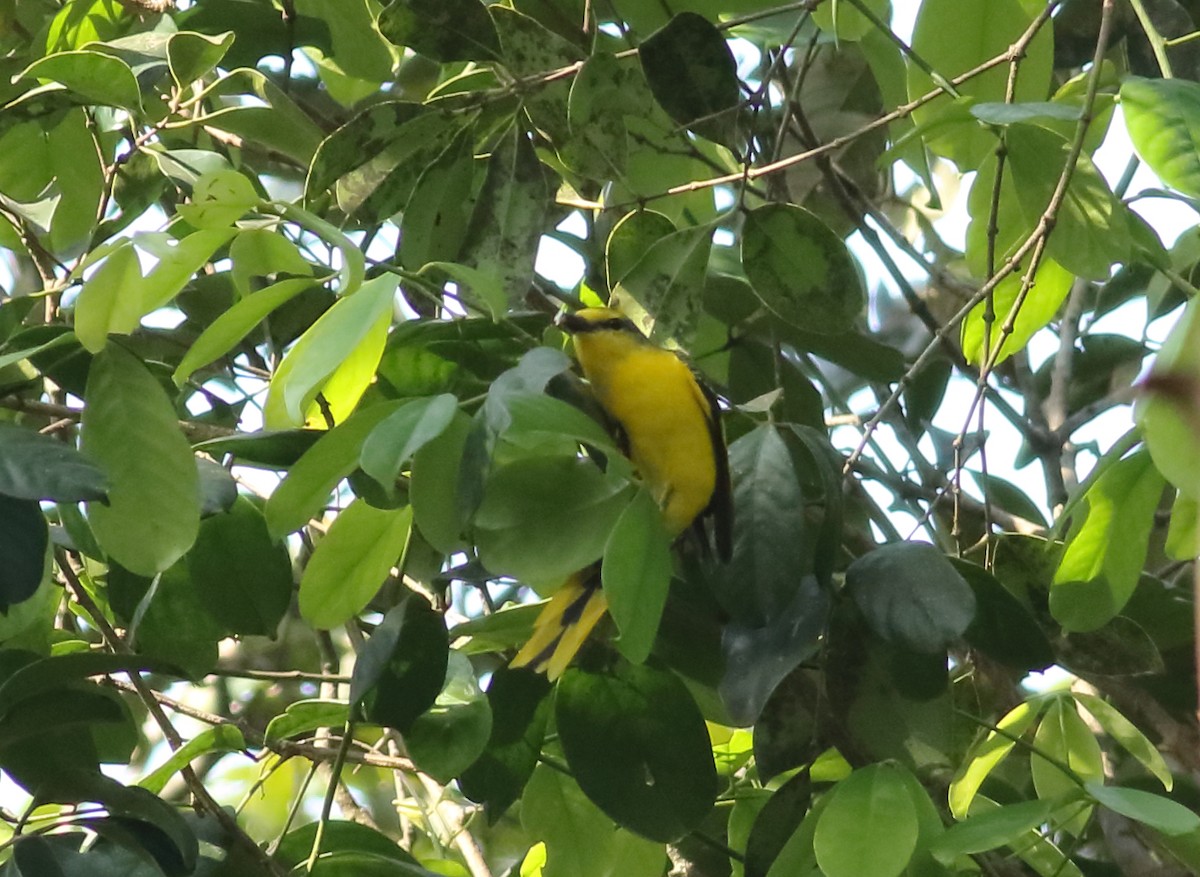 Orange Minivet - ML613939183