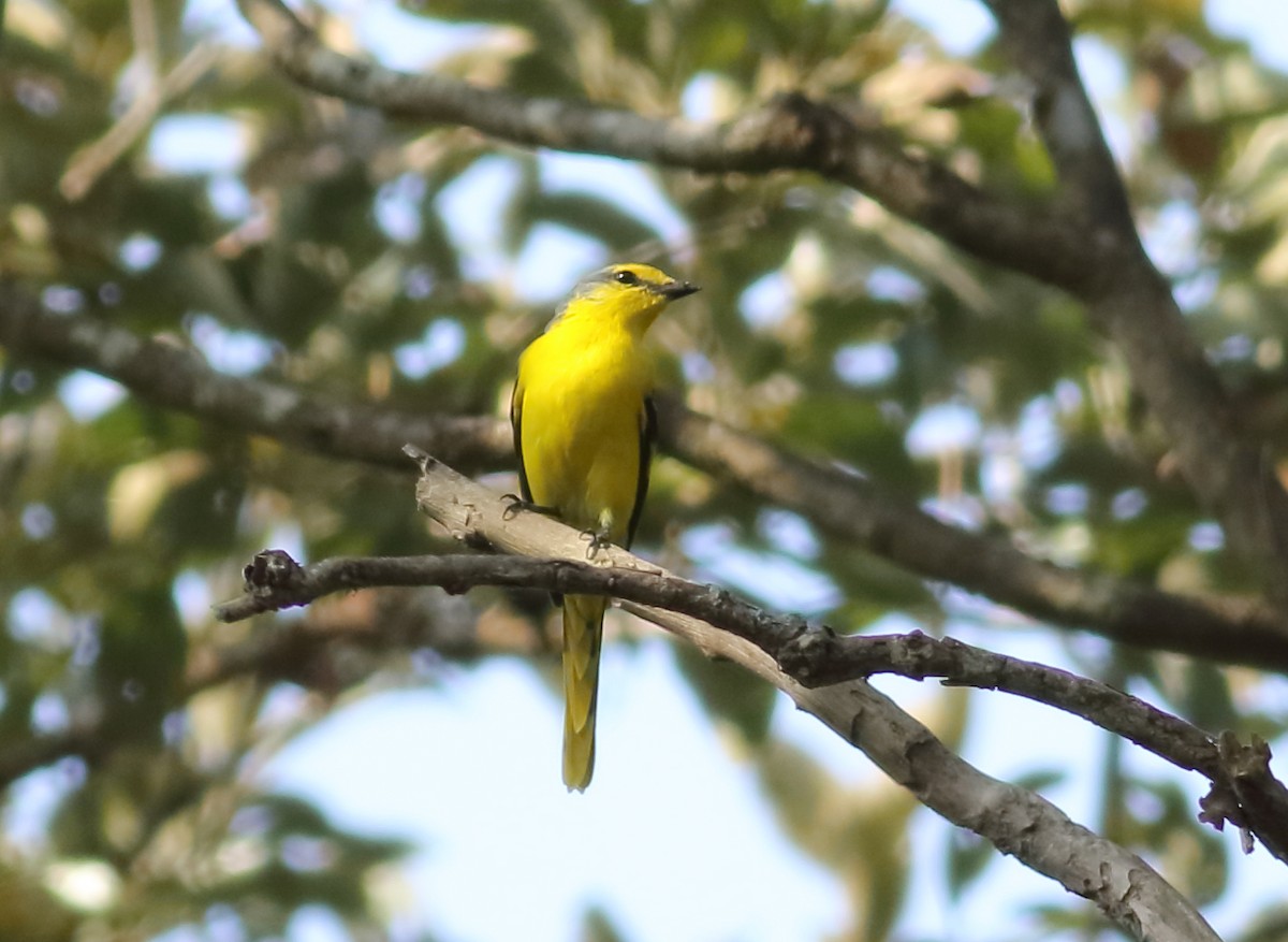 Orange Minivet - ML613939186