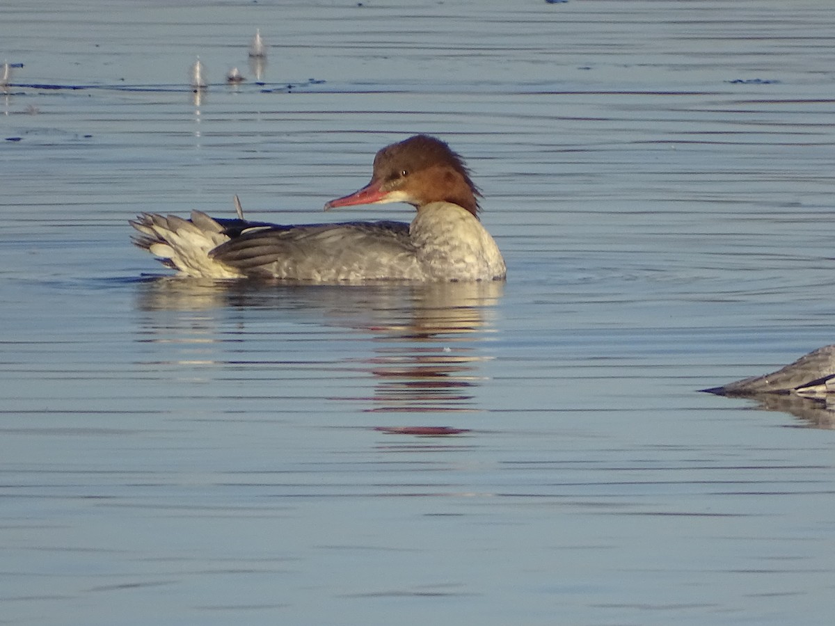 Common Merganser - Graham B Langley