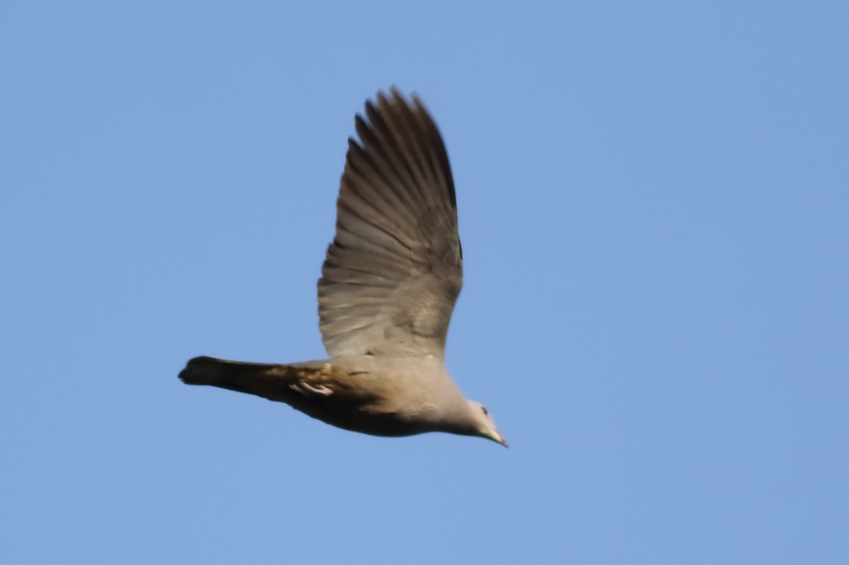 Malabar Imperial-Pigeon - ML613939273