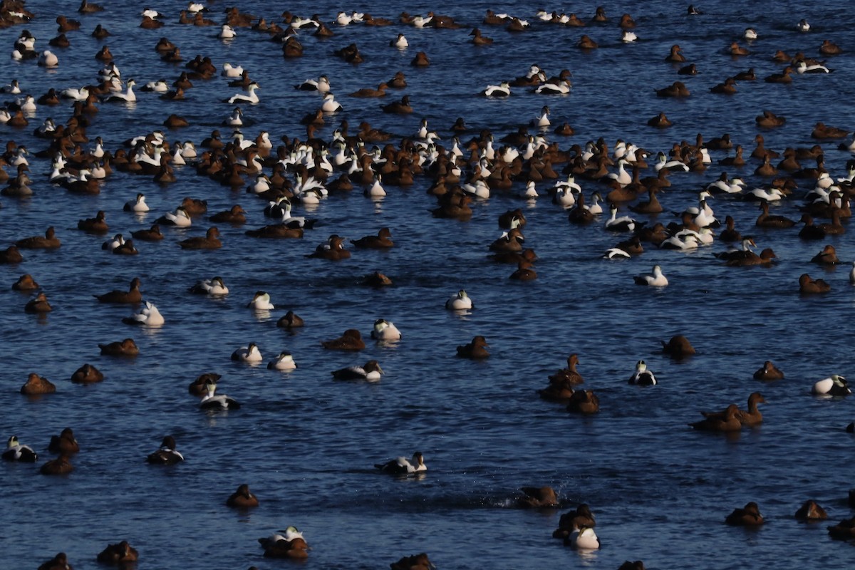 Common Eider (Dresser's) - ML613939320