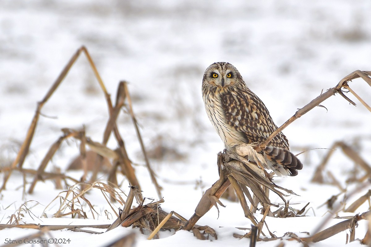 Short-eared Owl - Steve Gosser