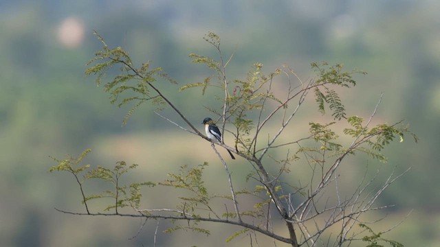 Weißbauch-Mennigvogel - ML613939361