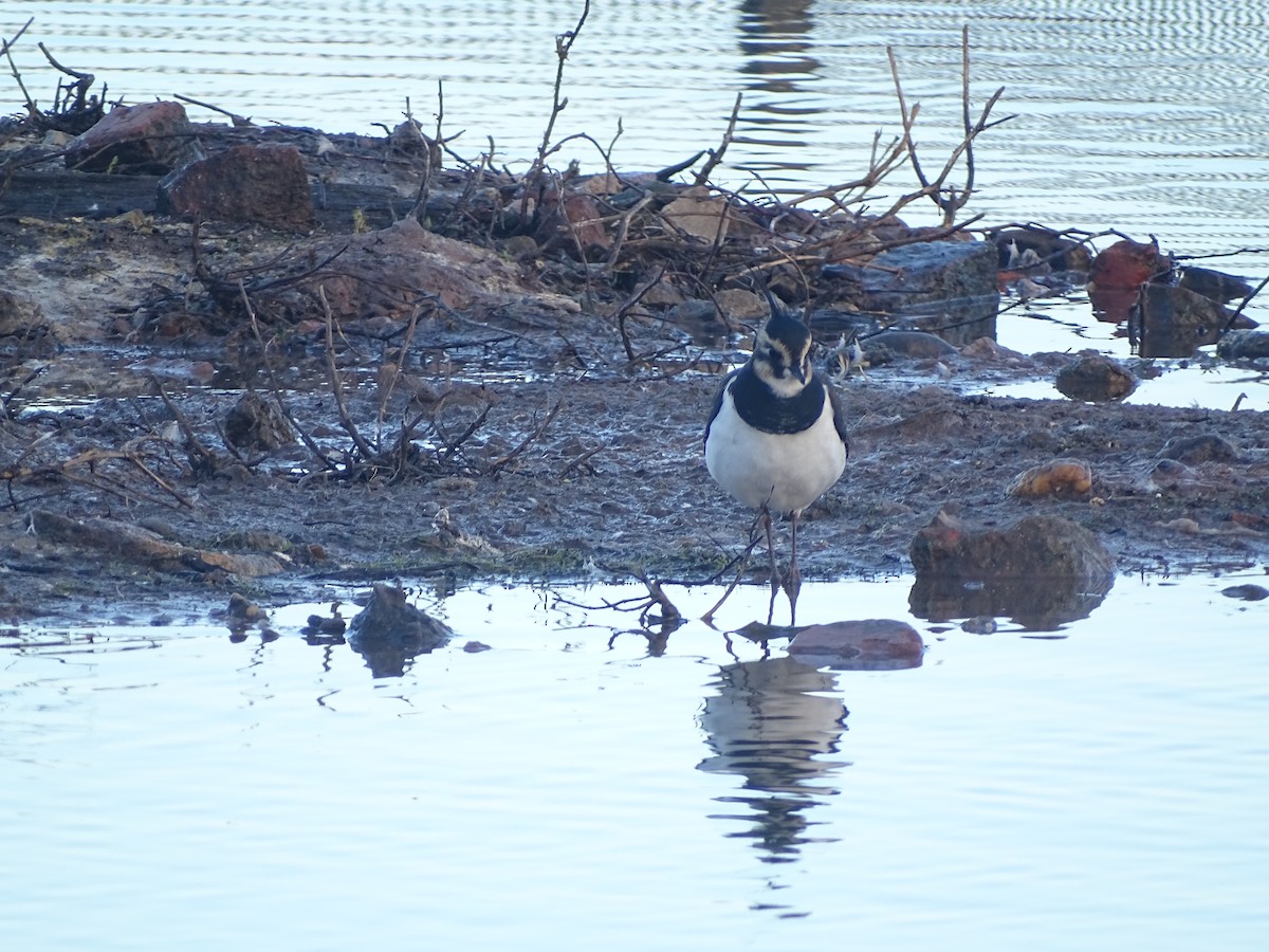 Northern Lapwing - ML613939362