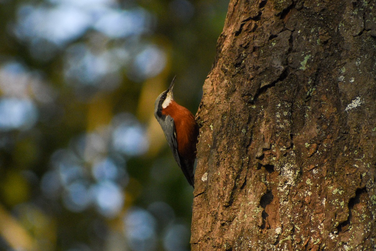 Chestnut-bellied Nuthatch - Vivek Kumar Patel