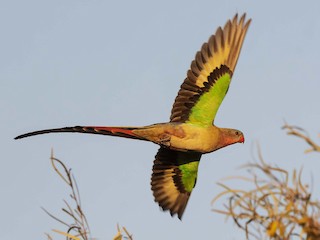  - Princess Parrot