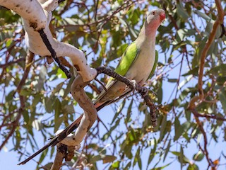 - Princess Parrot