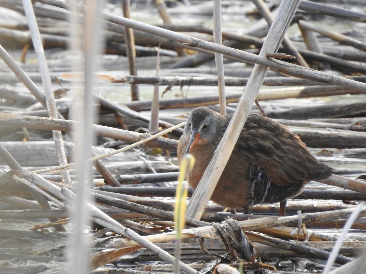 Virginia Rail - ML613939474