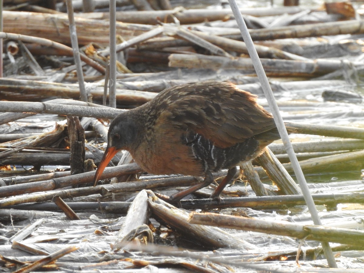 Virginia Rail - ML613939482