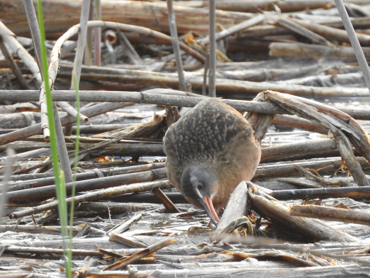 Virginia Rail - ML613939485