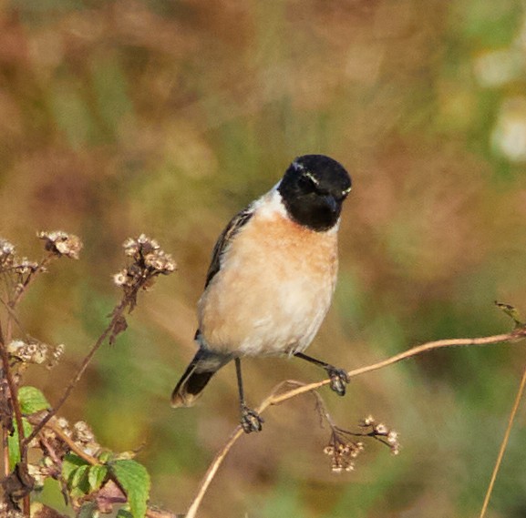 Amur Stonechat - ML613939540