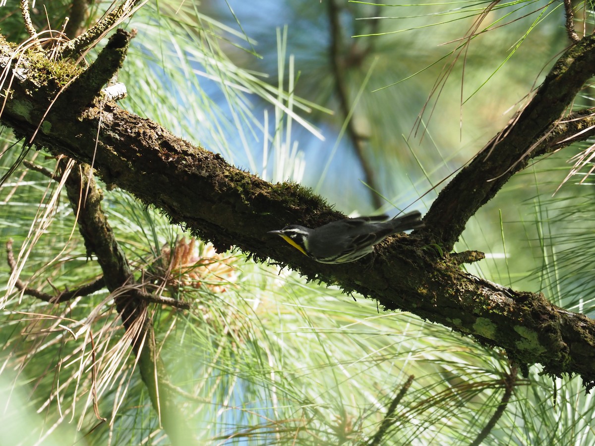 Yellow-throated Warbler - ML613939678