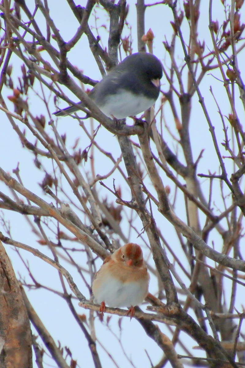 Field Sparrow - ML613939753